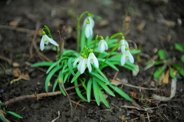first spring flowers snowdrops