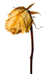 A pic of a wilting dried yellow rose