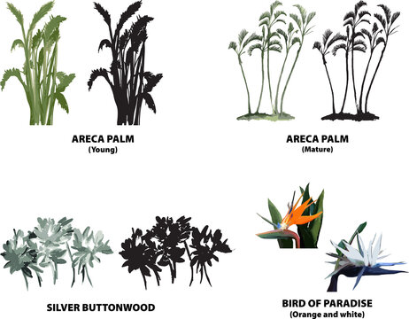 palm trees florida areca silver buttonwood bird of paradise vector tropical florida watercolor illustration