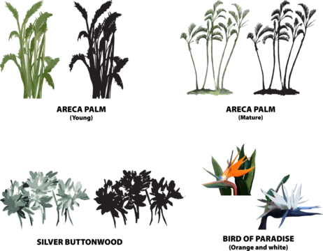 palm trees florida areca silver buttonwood bird of paradise vector tropical florida watercolor illustration