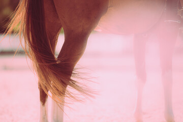 The beautiful legs of the horse are illuminated by the bright sunlight, and its tail flutters in...