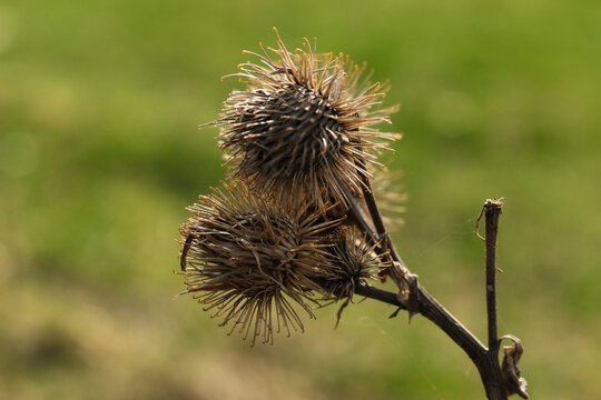 Arctium lappa, commonly called greater burdock, gobō, edible burdock, lappa, beggar's buttons, thorny burr, or happy major 