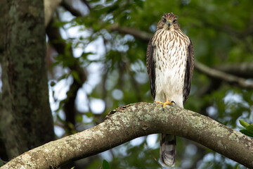 Hawk on branch