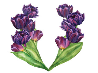 Watercolor Purple Tulip. Spring Bouquet of Violet Flowers illustration isolated on white background. Floral clip art for your design. Drawing for logo, stickers, invitation, print, scrapbooking, card