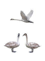 young white swan and swan flight isolated on a white background - 759033903