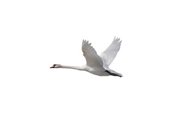swan in flight isolated on white background