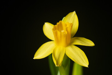 nice fresh yellow narcissus flower on black background