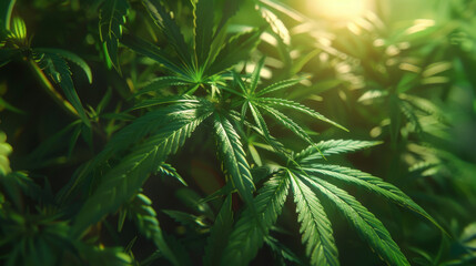Cannabis plants captured in the warm glow of natural sunlight, highlighting the intricate details and verdant color of the leaves