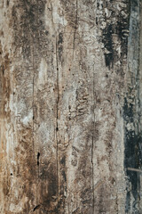 Obraz premium tree texture of trunk