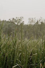 grass in the morning