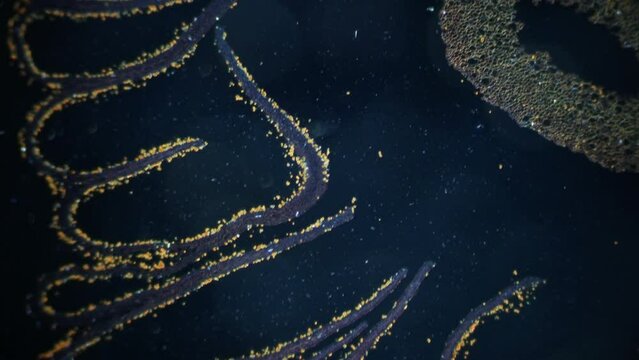 Cross section of agaric mushroom filled with millions of ripe spores. Unique parasitic organism of living nature. Symbiosis and adaptability. Multiple times magnification