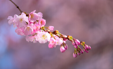 Twig of flowering cherry tree (Prunus serrulata) with bright vibrant white pink flowers and magenta buds in springtime sunlight. Colorful unfocused greeting card background in a garden in Germany. 