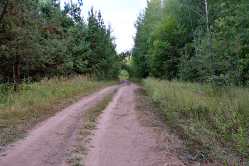 Fototapeta na wymiar gravel road going through spruce forest 