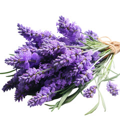 bunch of lavender isolated on transparent background