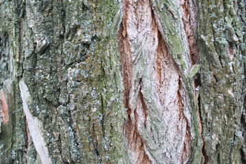 background texture of the bark of an acacia tree