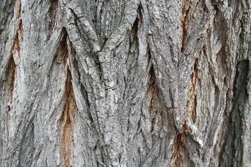 background texture of the bark of an acacia tree