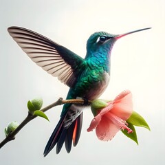 Obraz premium water colour Broad Billed Hummingbird with flower on a white background