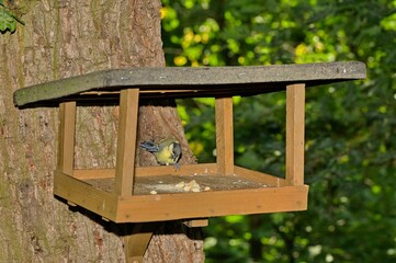 Bird feeder where the bird feeds.