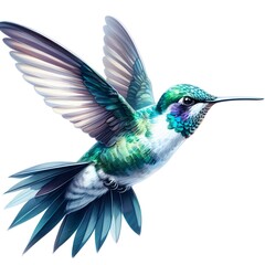 Fototapeta premium Hand drawn watercolour paint Flying Broad Billed Hummingbird on white background