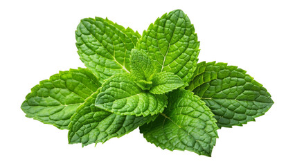 fresh raw mint leaves isolated on Transparent background.