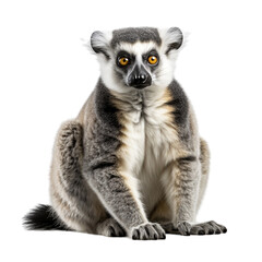 Fototapeta premium close up of a lemur isolated on transparent background