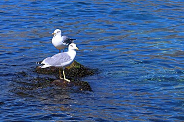 Two seagulls on a rock protruding above sea level