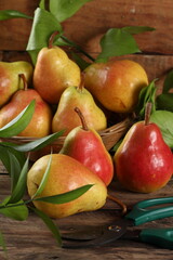 pears on a table