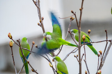 Loro verde volando, loros verdes en las ramas