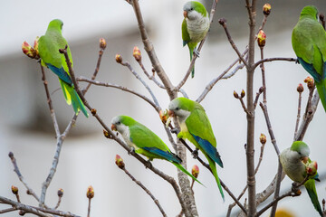 Loros verdes en las ramas, especie invasora