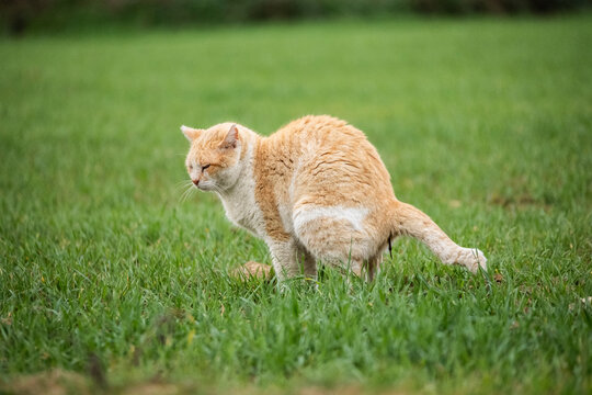 Gato haciendo caca en el c&eacute;sped verde