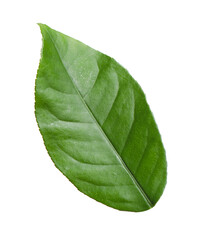 Green leaf of lemon tree isolated on white