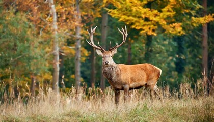 Naklejka na ściany i meble red deer stag in the autumn forest noble deer male beautiful animal in the nature habitat wildlife scene wild nature landscape wallpaper beautiful fall background with copy space