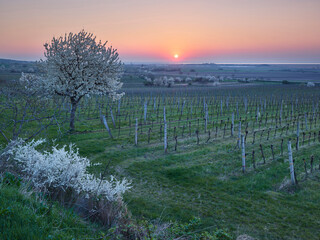 Fototapeta premium blühende Kirschbäume bei Donnerskirchen, Burgenland, Österreich