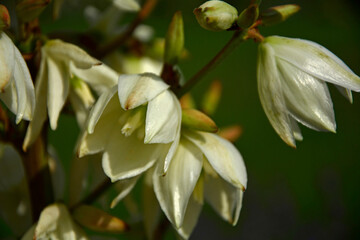 kwitnąca juka karolińska na zielonym tle, Yucca filamentosa, biały kwiat, Adam’s needle and thread	
