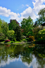 ogród japoński drzewa i kwitnące różaneczniki, ogród japoński nad wodą, japanese garden blooming rhododendrons and azaleas, Rhododendron  © kateej