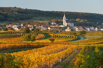 Weinreben bei Kleinhöflein, Eisenstadt, Burgenland, Österreich