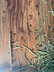 floor of a rodent owner. Wooden background with hay and droppings
