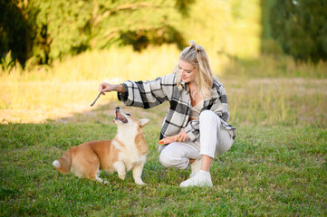 Blond owner trains and plays with his Pembroke Welsh Corgi with a stick while walking, teaching him proper behavior and new tricks. Concept of friendship between man and animals, training, game.