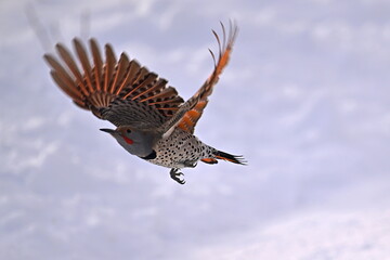 NORTHERN FLICKER