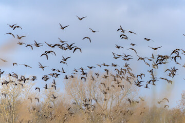  A group of Greater White-fronted Goose (Anser albifrons) in flight.   Gelderland in the Netherlands.     