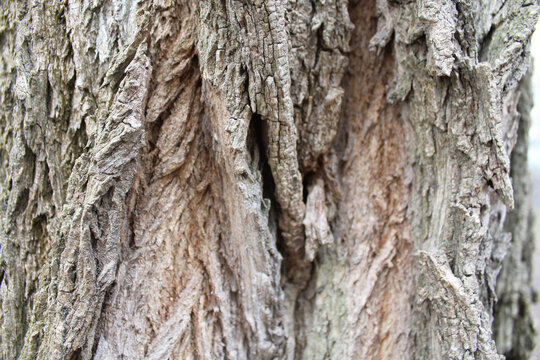 tree texture, background texture bark of a tree