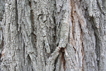 background texture bark of a tree