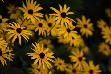 Yellow rudbeckia flowers closeup on bokeh flowers background, floral coneflowers background.