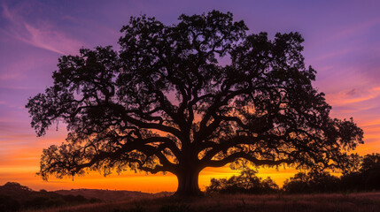Fototapeta na wymiar An enchanting view of a large oak tree with a vivid purple and orange sunset in the background, silhouetting the branches