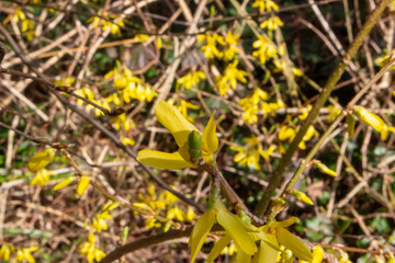 Korean spring flowers. Yellow blooming Forsythia flowers in spring close up. border forsythia is an ornamental deciduous shrub of garden origin. Forsythia koreana, golden bell, Forsythia, golden tell.