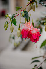 bright pink terry fuchsia with a place for text. a rare variety of fuchsia. a beautiful bright...