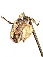 dried rose petals isolated