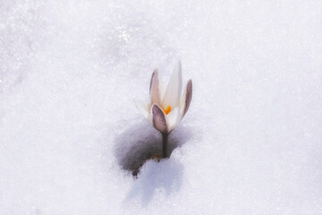 The first spring flower, snowdrops, Alatau saffron breaks through the snow