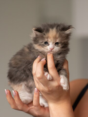Cute main coon kitten being held securely in human hands