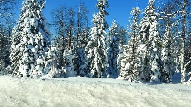 A trip along the winter road past the fir forest. View of the snow-covered trees from the window of a moving car. The reflection of the winter forest in the side view mirror. Trees covered with snow. 